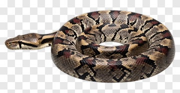 Coiled Snake With Intricate Pattern PNG