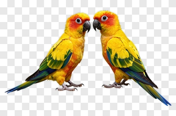 Two Sun Conures Facing Each Other PNG