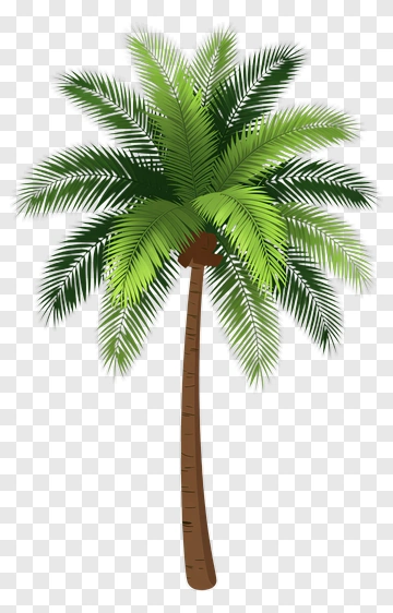 Palm Tree PNG