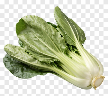 Fresh Bok Choy PNG