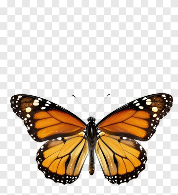 Monarch Butterfly In Detail PNG