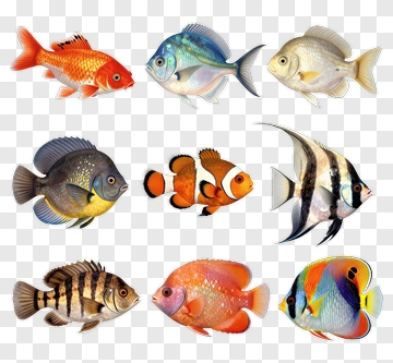 Collection Of Colorful Tropical Fish PNG