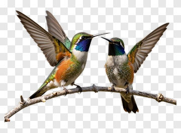 Two Hummingbirds Perching On A Branch PNG