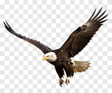 Bald Eagle Soaring In Flight PNG