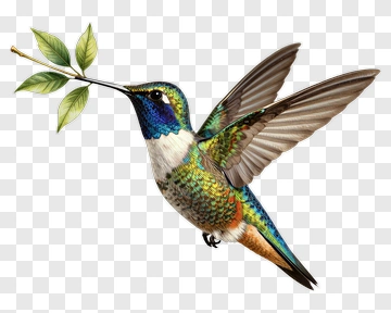 Hummingbird Holding A Leaf PNG