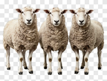 Three Sheep Standing Together PNG