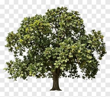 Oak Tree PNG