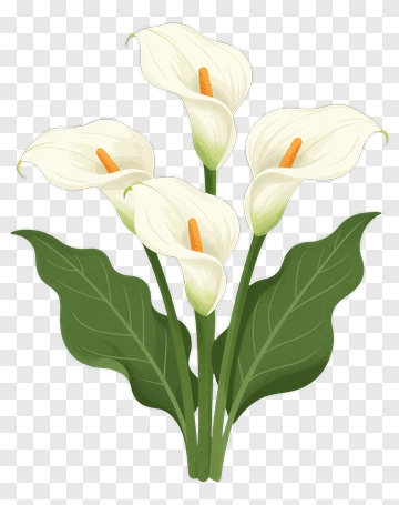 White Calla Lily With Green Leaves PNG