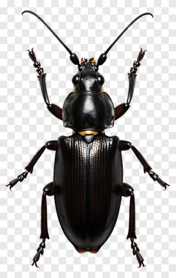 Black Beetle With Yellow Accents PNG