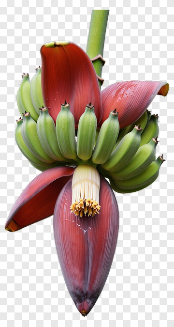 Banana Flower And Bunch PNG