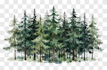 Watercolor Pine Trees In Forest PNG