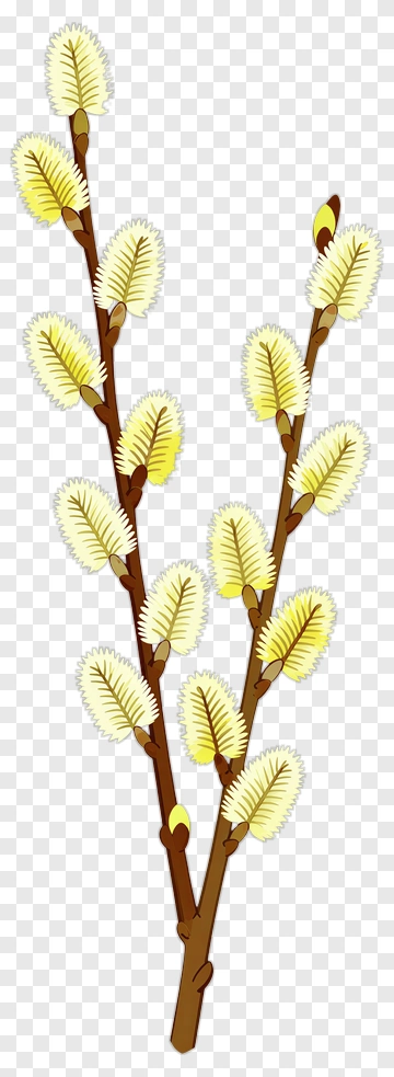 Willow Branch With Yellow Buds PNG