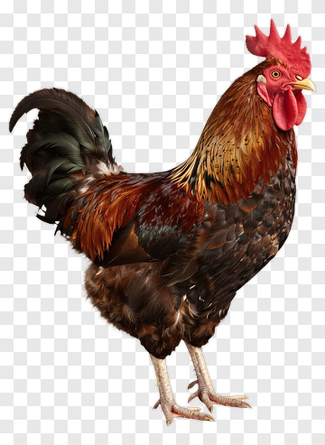 Rooster With Vibrant Plumage PNG