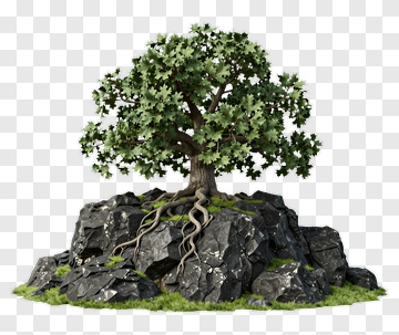 Tree Growing On Rock PNG