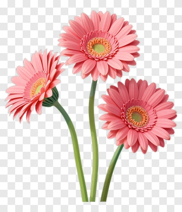 Three Pink Gerbera Daisies PNG