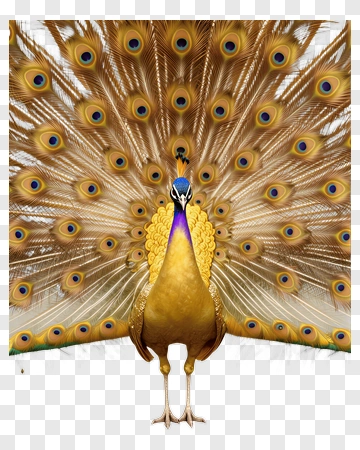 Peacock With Spread Tail Feathers PNG