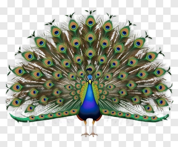 Peacock With Spread Tail Feathers PNG