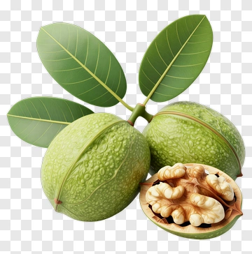 Walnut With Green Fruit And Leaves PNG