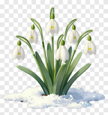 Snowdrop Flower In Winter PNG