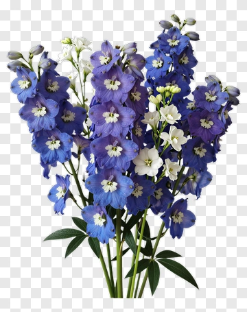 Blue And White Delphinium Bouquet PNG
