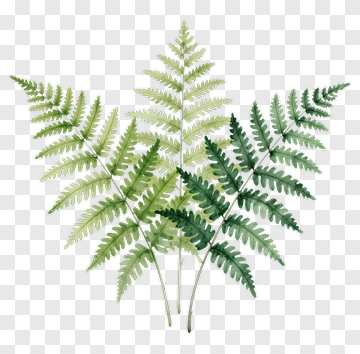 Watercolor Fern PNG