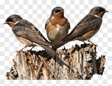 Three Swallows Perched On Tree Stump PNG