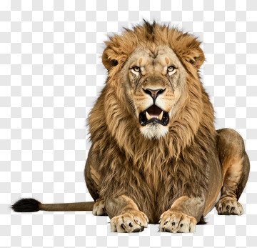 Lion With Full Mane PNG