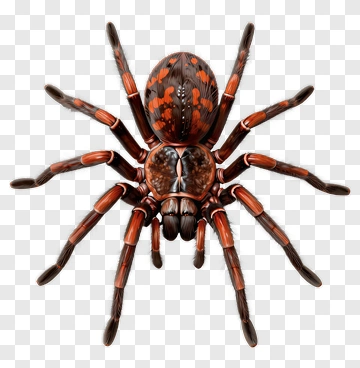 Spider With Orange And Brown Markings PNG