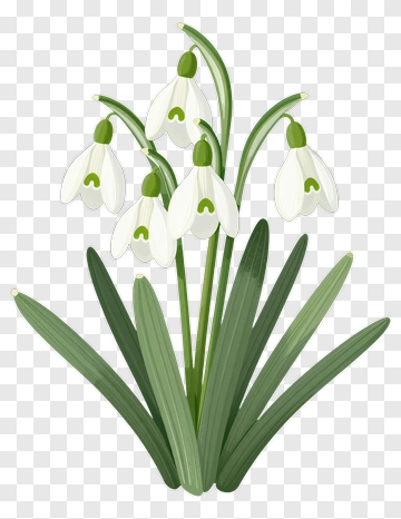 Snowdrop Flower PNG