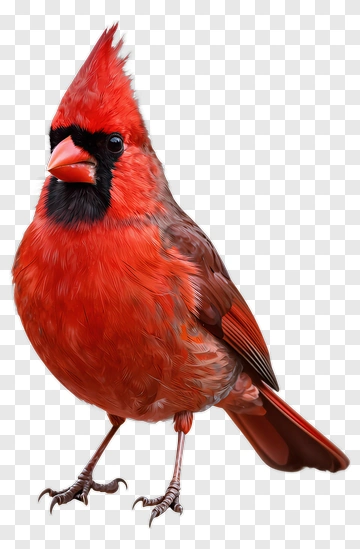 Northern Cardinal PNG