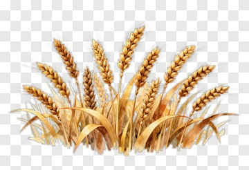 Golden Wheat Ears PNG