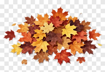 Autumn Leaves Collection PNG