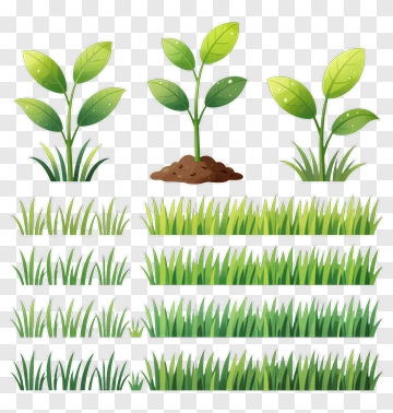 Plant And Grass Illustration PNG