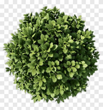 Top View Of A Green Bush PNG