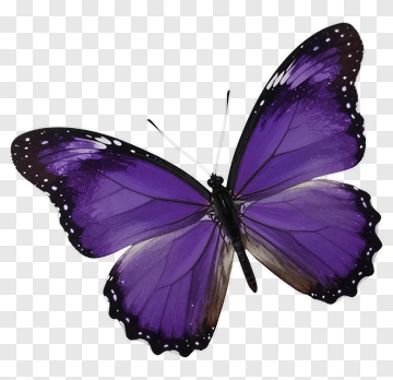 Purple Butterfly With White Spots PNG
