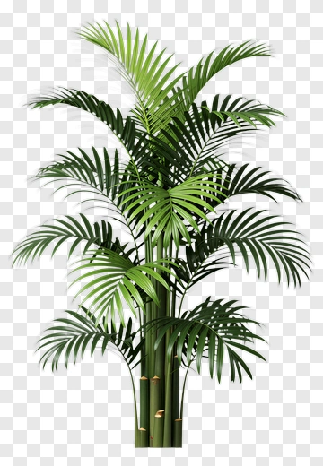 Palm Tree PNG