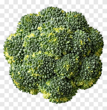 Fresh Broccoli PNG