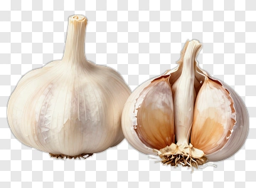 Fresh Garlic PNG