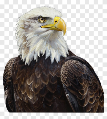 Bald Eagle Portrait PNG