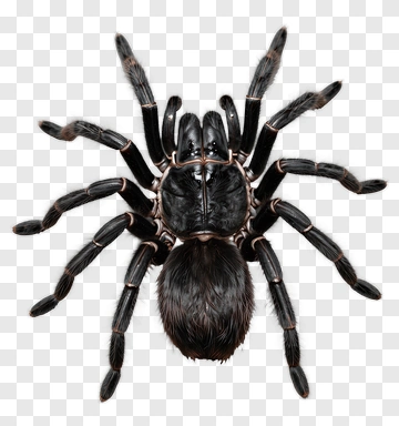 Tarantula With Black And Brown Markings PNG