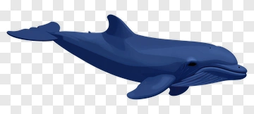 Blue Dolphin PNG