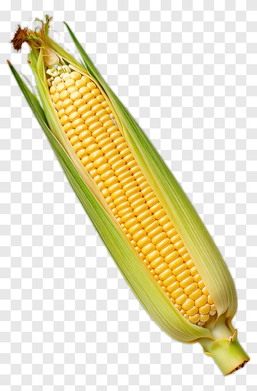 Fresh Corn With Green Husk PNG