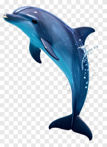 Dolphin PNG