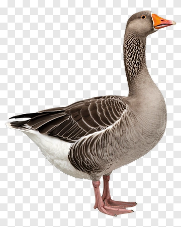Gray Goose With Orange Beak PNG