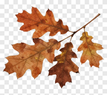 Autumn Oak Leaves On Branch PNG