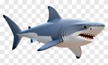 Shark PNG