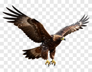 Eagle In Flight PNG