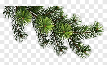 Pine Branch With Needles PNG