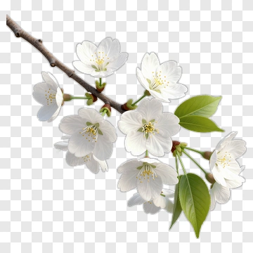 Cherry Blossom Branch With Green Leaves PNG