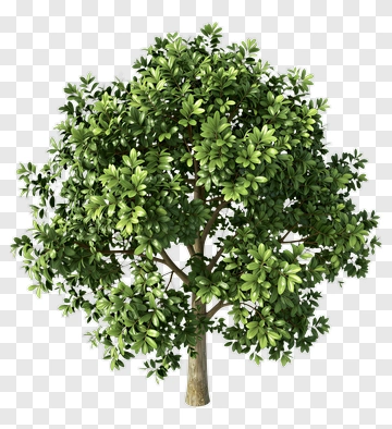 Lush Green Tree PNG